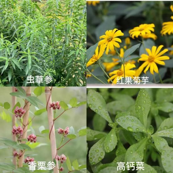 双项殊荣！河北华中小镇健康农业再添新名片