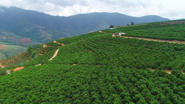 云南新平乡村振兴进行时 哀牢山迎来花腰喜柑果王争霸
