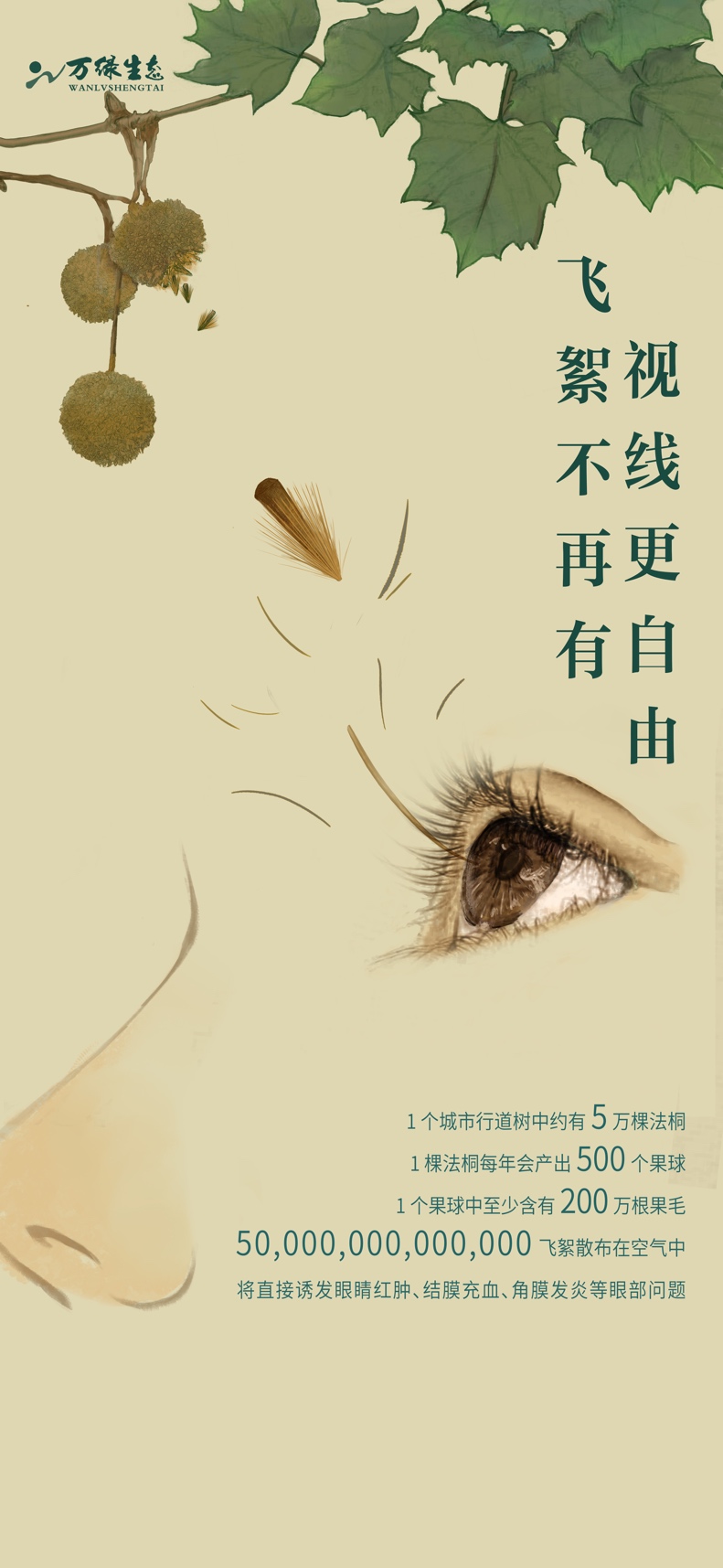 万绿生态新款法桐，还城市呼吸自由