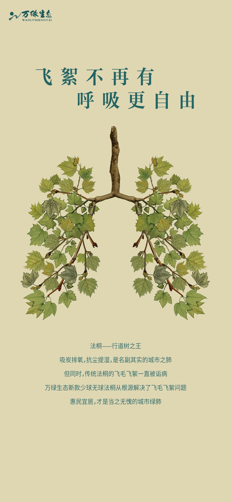 万绿生态少球无球法桐，构建城市呼吸新方式